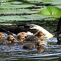 8 Magpie Goose goslings in Freshwater lakes カササギガン<br />Canon EOS 7D + EF400 F5.6